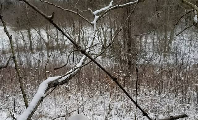 Miller Welch-Central Kentucky WMA - Image 2