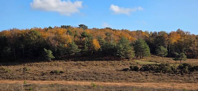 Dibden Inclosure - Image 1