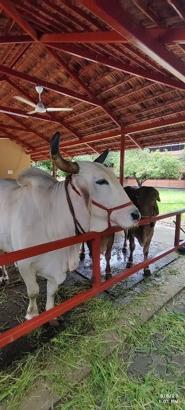 Govardhan Goshala - Image 1