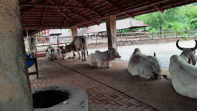 Govardhan Goshala - Image 2