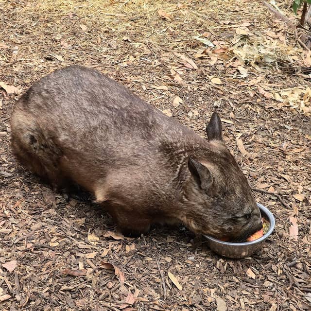 Animals Anonymous (bookings only) - Image 1