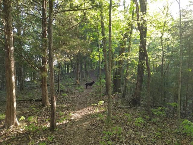 Dandridge Partnership Trail - Image 1