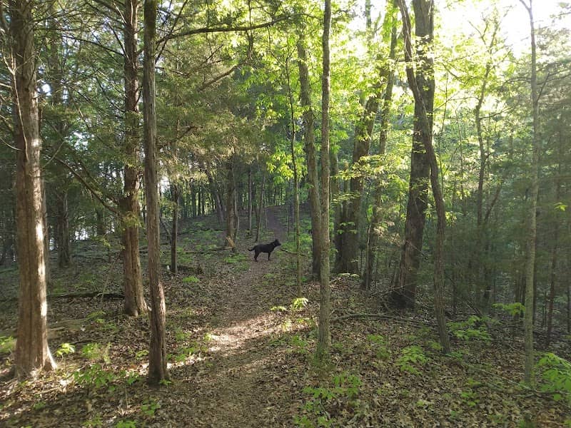 Dandridge Partnership Trail - Image 1