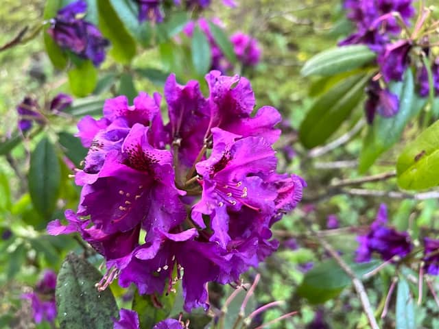 Rhododendron garden - Image 2
