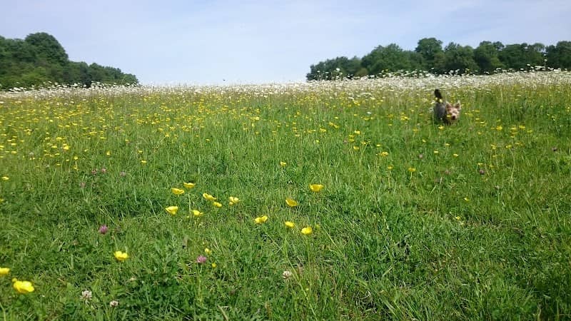 Thorndon Country Park South - Image 1