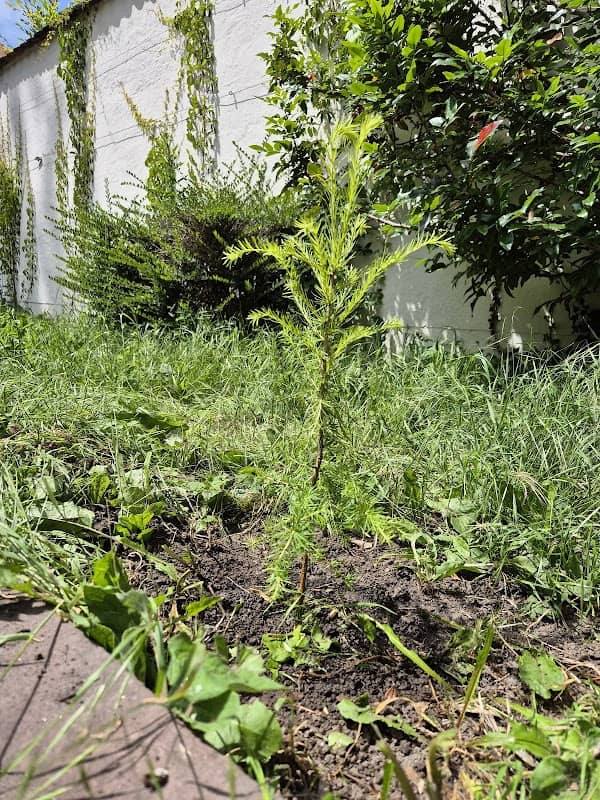 Baum der Liebe - Image 3