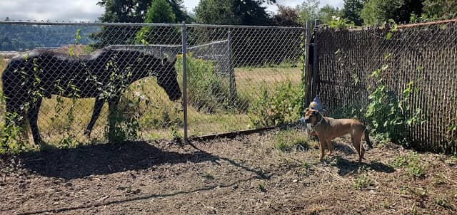 Julie Rockwell Memorial Dog Park - Image 1