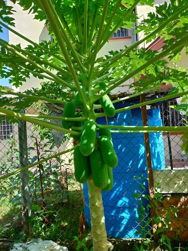 Taman Green - Image 2
