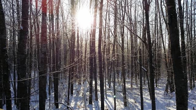 Hill River State Forest - Image 1