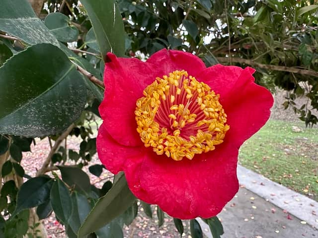 Dr. William Green Lee Camellia Garden - Image 2