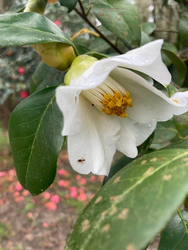 Dr. William Green Lee Camellia Garden - Image 1