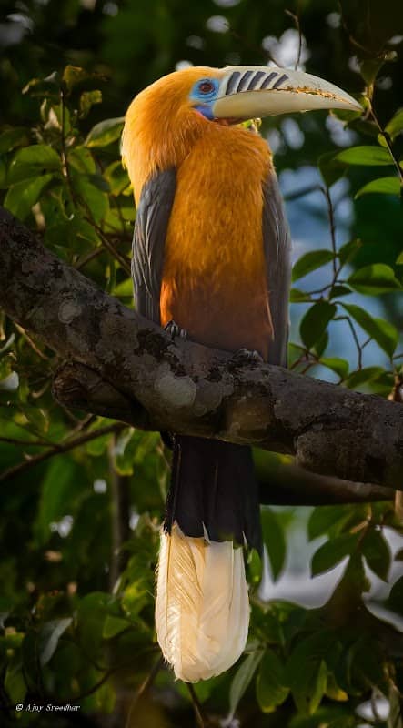 Latpanchar Rufous-necked hornbill sighting - Image 1