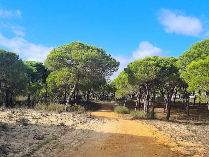 Mata Nacional das Dunas Litorais de Vila Real de Santo António - Image 3