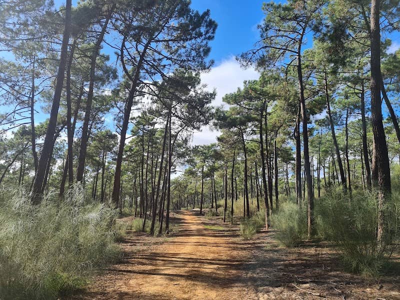 Mata Nacional das Dunas Litorais de Vila Real de Santo António - Image 1