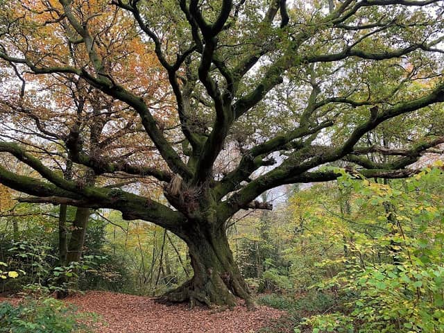 Bordon Inclosure - Image 1