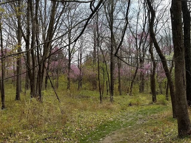 Busey Woods - Image 2