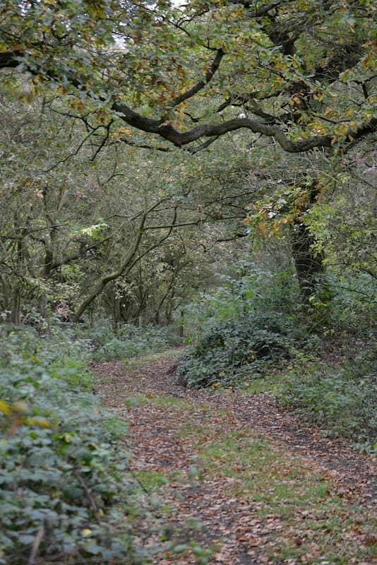 Alvecote Wood - Image 2