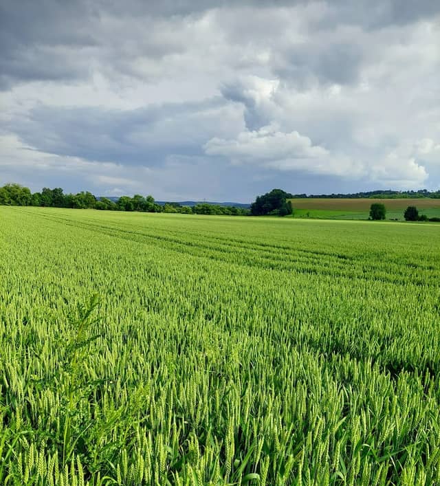 Haubentaucher Aussichtspot - Image 1