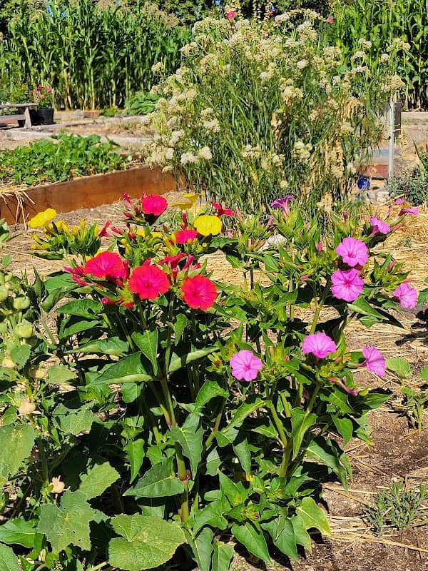 Paloma Community Garden - Image 2