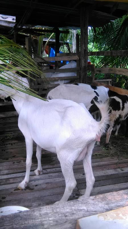 KAMPUNG NATOI - Image 1