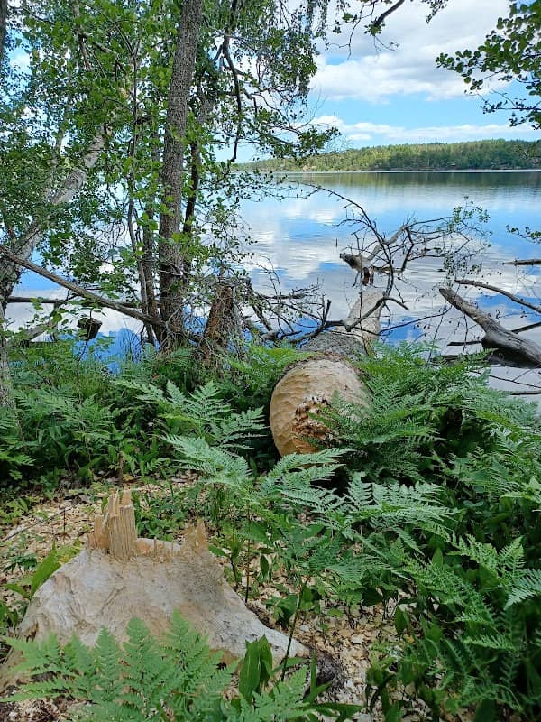 Orlångens naturreservat Ebbadalsvägen D - Image 1