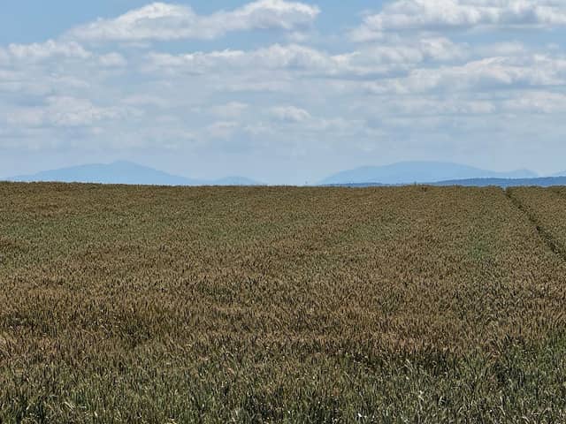 Almin Kopec - Image 3