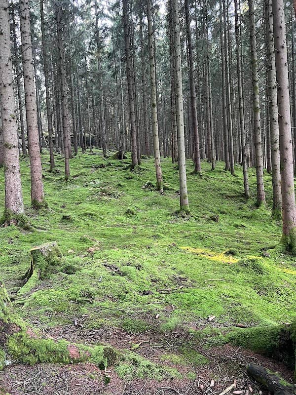 Pixboskog Utkiksplats - Image 1