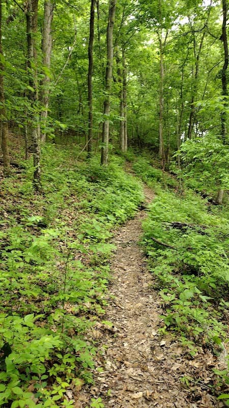 Teszars Woods Conservation Area - Image 1