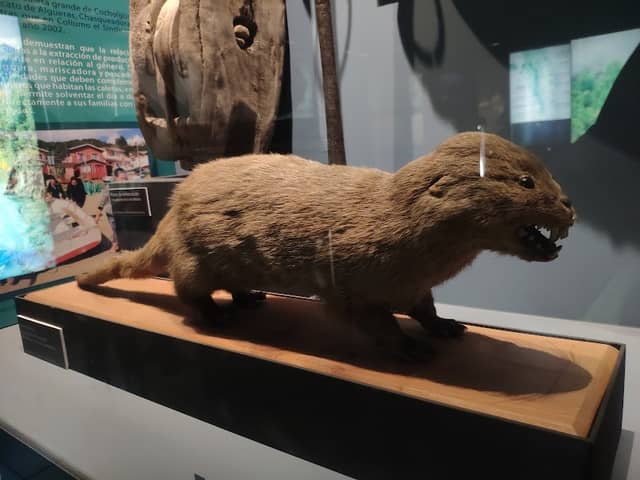 Museo de Historia Natural - Image 2