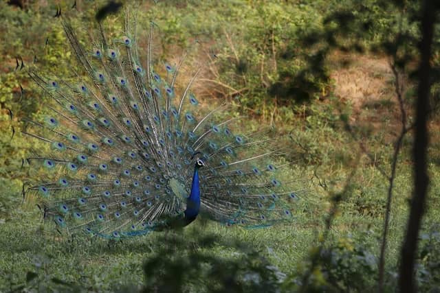 Bhondsi Nature Park - Image 1