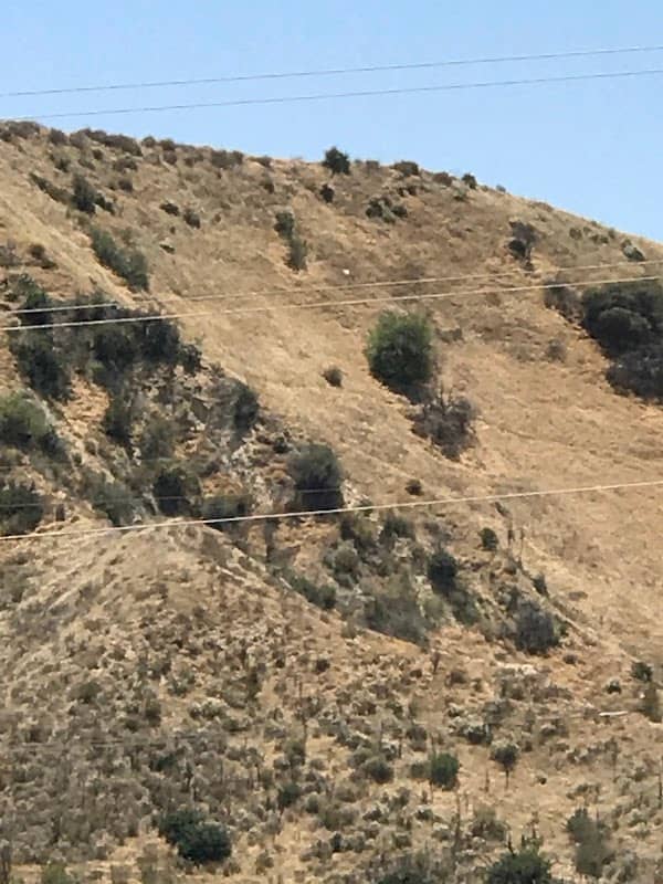 San Gorgonio Memorial Park - Image 2
