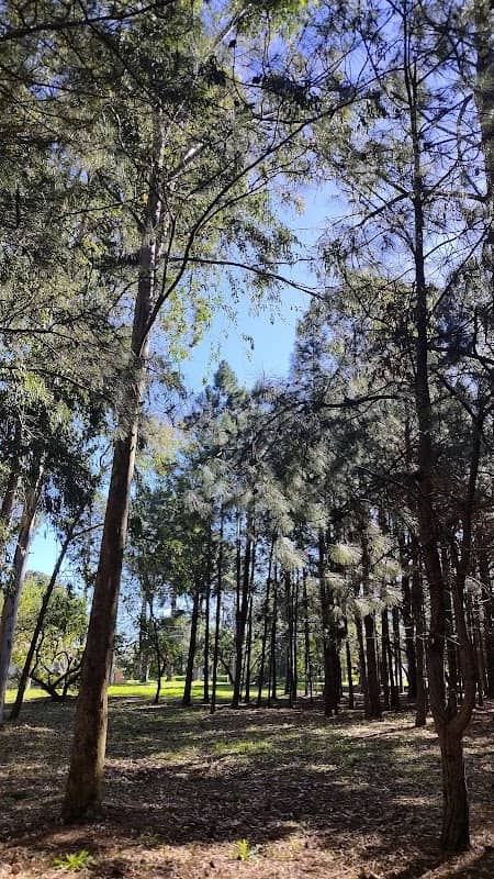 Bosque Frederico Costa - Image 1