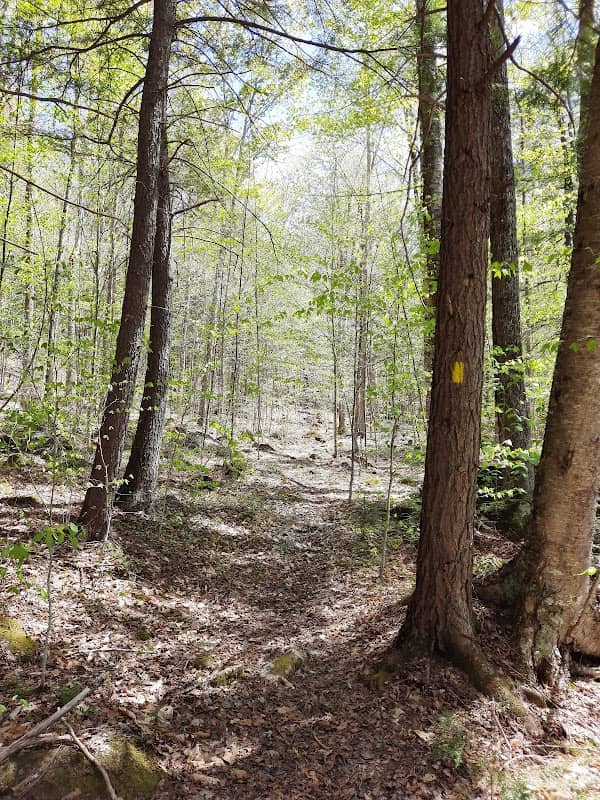Donas J. & Margaret Reney Memorial Forest - Image 1