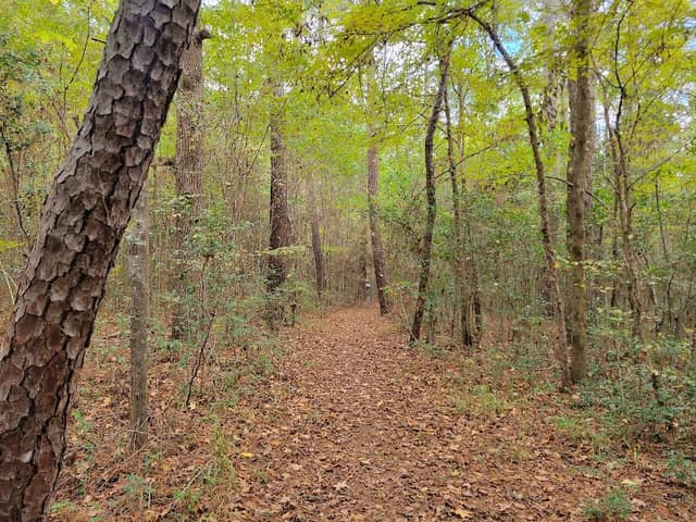 Lone Star Hiking Trail - Trailhead #10 - Image 2