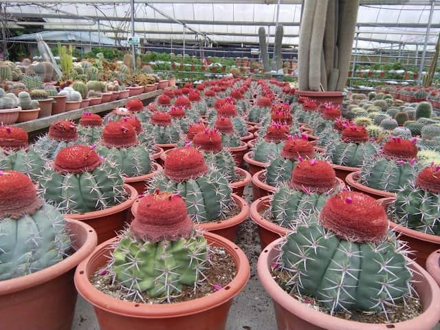 Cactus Point, Brinchang, Pahang. - Image 1