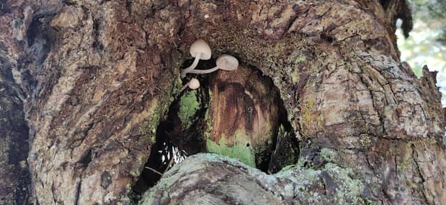 Castaños milenarios - Image 2
