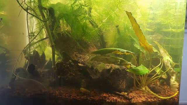Vivai Progetto Natura di Giuseppe Lugo - Progettazione, Realizzazione e Manutenzione Giardini - Image 1