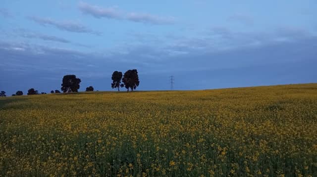 Fundo de Llolleo - Image 2