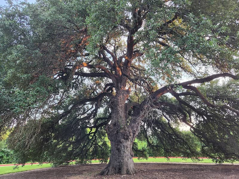 The Disney Tree - Image 1