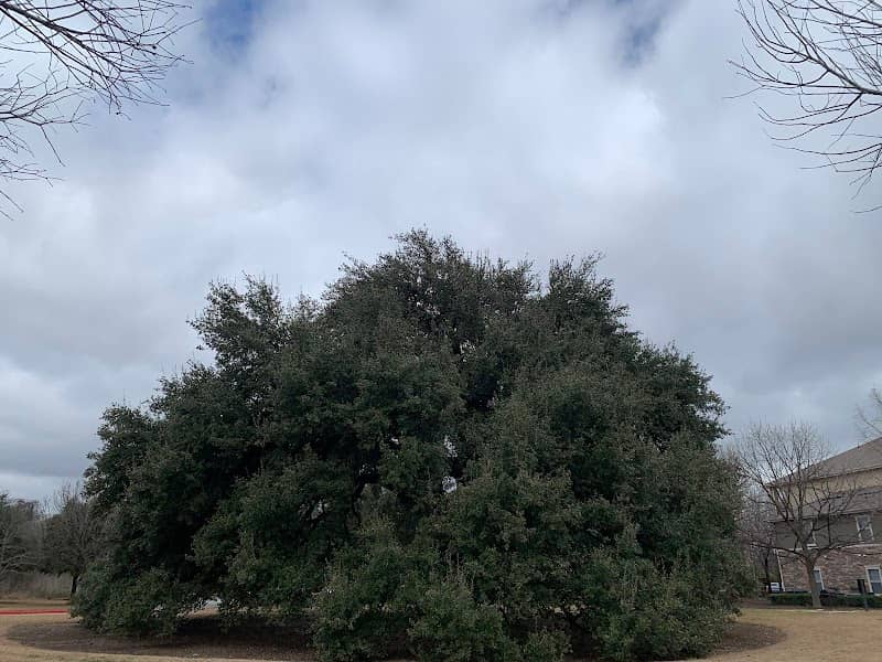 The Disney Tree - Image 2