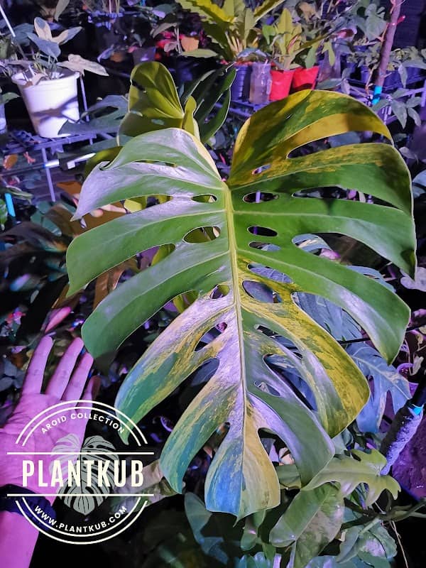 Plantkub Garden - Image 1