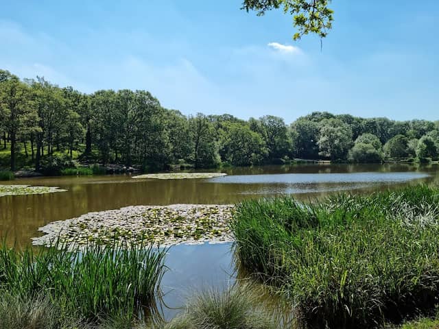 Old Hall Pond Thorndon Park - Image 2