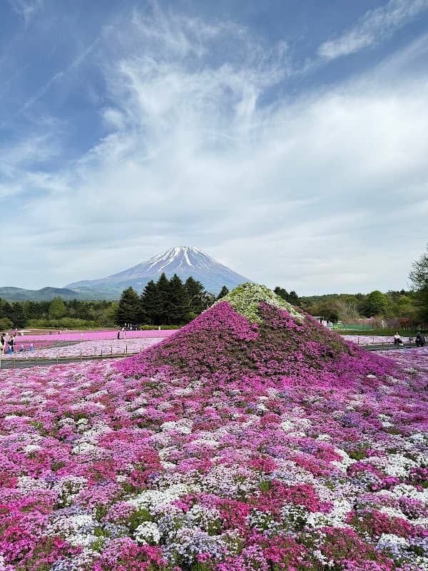 富士芝桜まつり会場 - Image 2