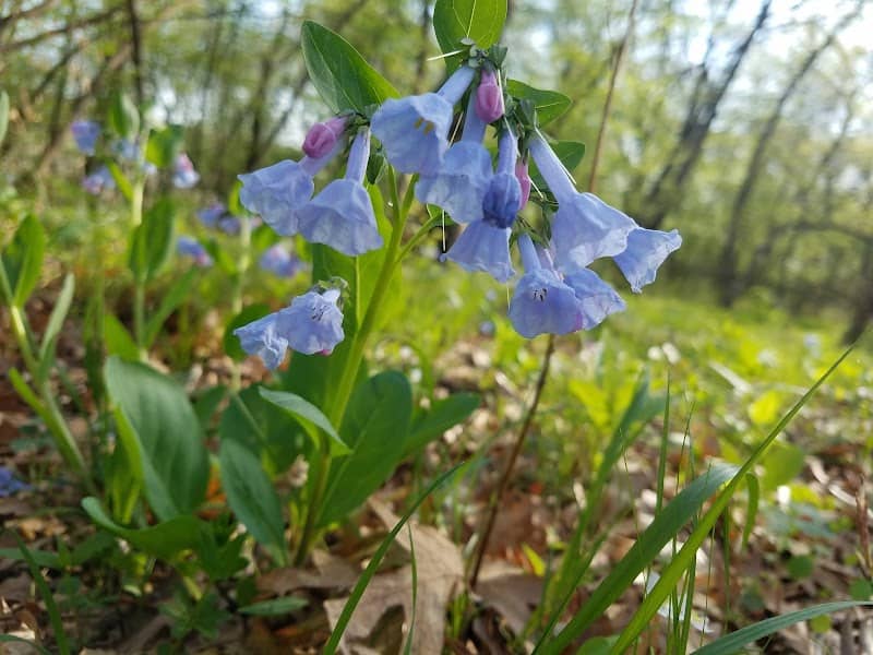 Dark Hollow Natural Area - Image 2