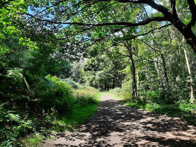 Bluebells Wood - Image 1