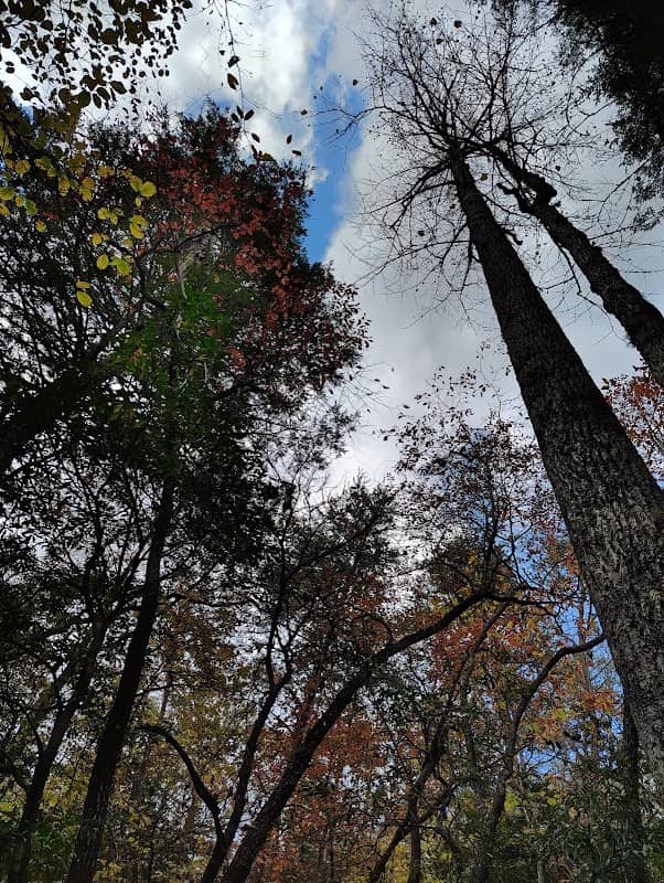 Greeter Falls at Savage Gulf State Park (West Parking Lot) - Image 3