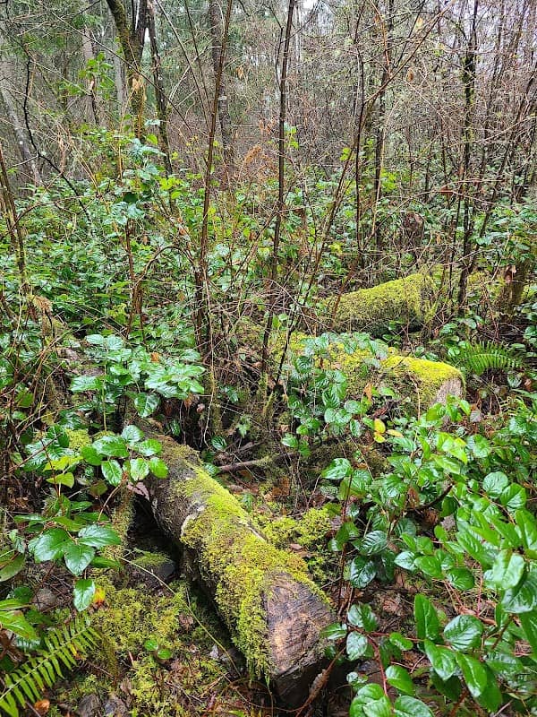 William Ives Trail - Image 1