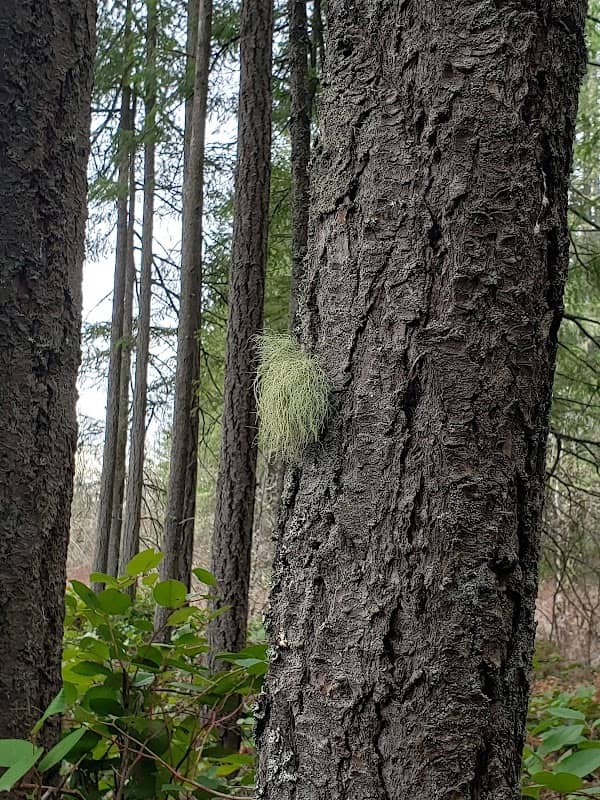 William Ives Trail - Image 2