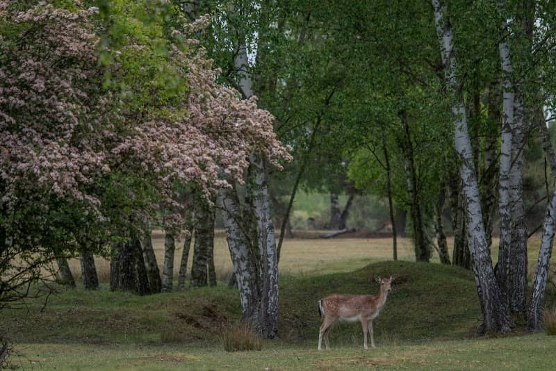 Wildgehege Glauer Tal - Image 1