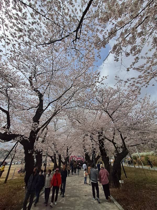 작천정 벚꽃길 - Image 1